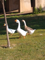 Anser cygnoides domesticus