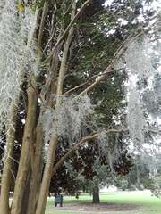 Tillandsia usneoides