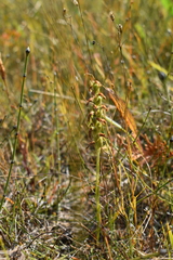 Spiranthes romanzoffiana