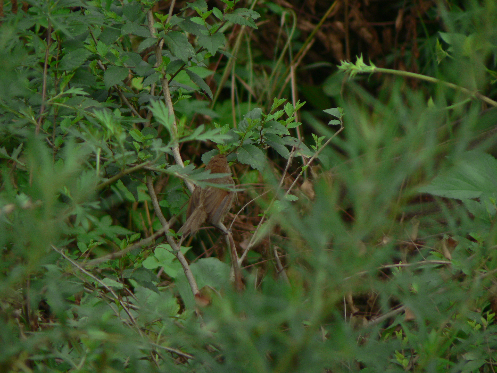 Vinous-throated Parrotbill