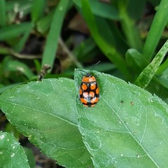 Alagoasa bipunctata perennis