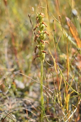 Spiranthes romanzoffiana