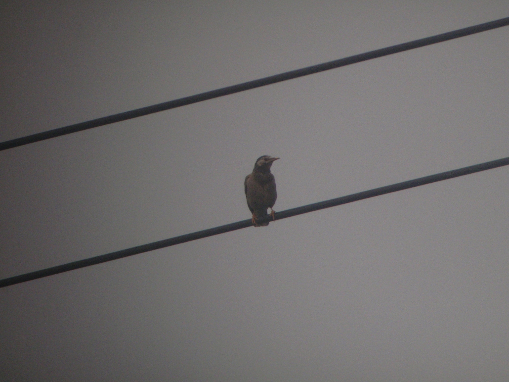 White-cheeked Starling