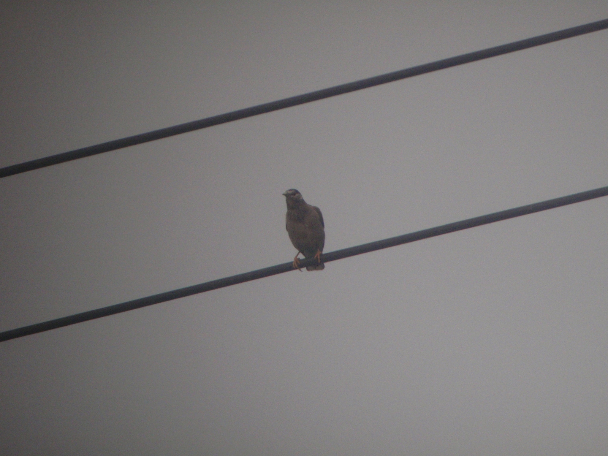 White-cheeked Starling