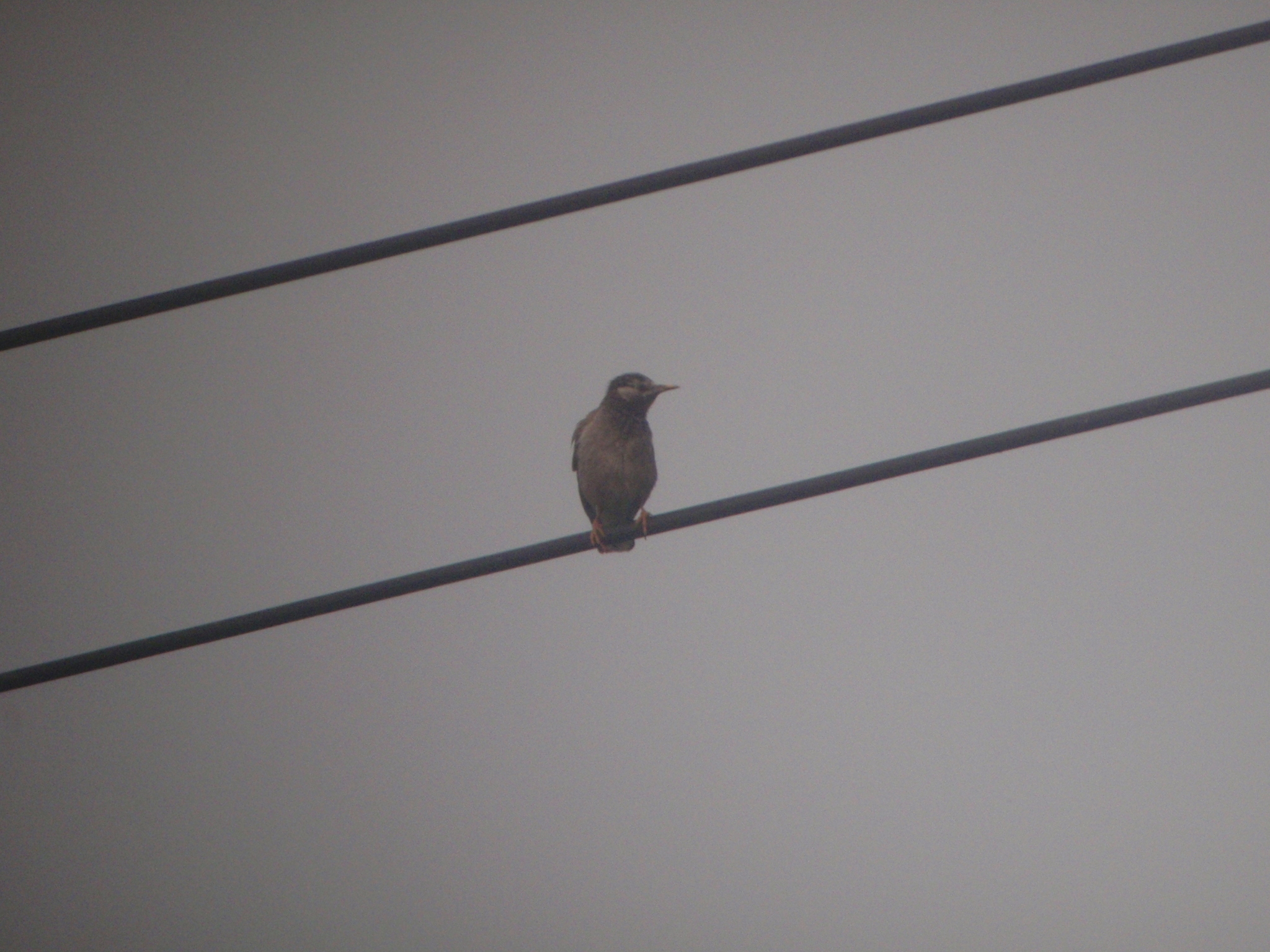 White-cheeked Starling