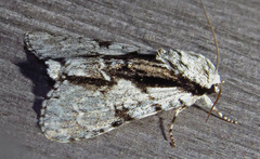 Acronicta funeralis
