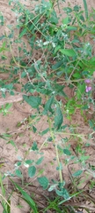 Pedaliaceae