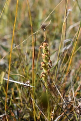 Spiranthes romanzoffiana