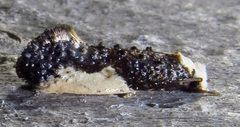 Monopis monachella