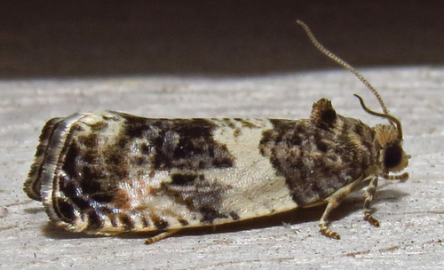 Poplar Leafroller Moth photo 4