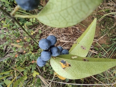 Cocculus orbiculatus