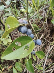 Cocculus orbiculatus