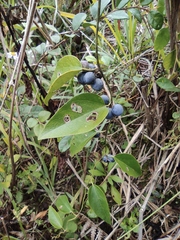 Cocculus orbiculatus