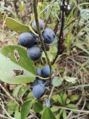 Cocculus orbiculatus