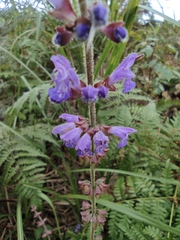 Salvia japonica