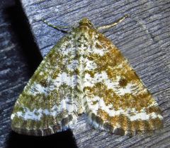 Eufidonia discospilata