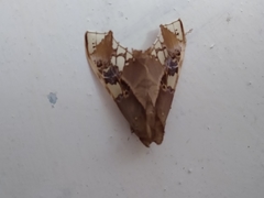 Parathyris cedonulli