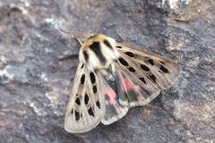 Chelis simplonica