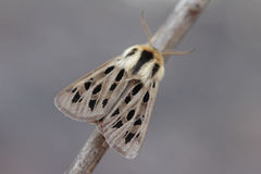 Chelis simplonica
