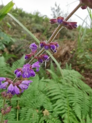 Salvia japonica