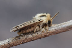Chelis simplonica
