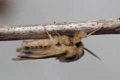 Chelis simplonica