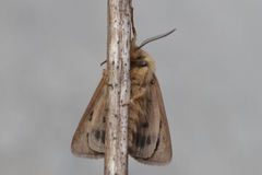 Chelis simplonica