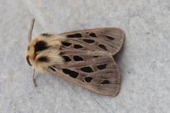 Chelis simplonica
