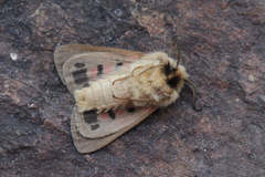 Chelis simplonica
