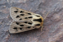 Chelis simplonica