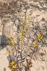 Solidago gillmanii