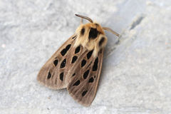 Chelis simplonica