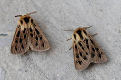 Chelis simplonica