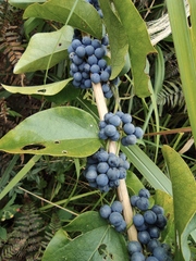 Cocculus orbiculatus