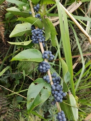 Cocculus orbiculatus