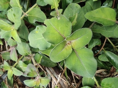 Lysimachia christinae