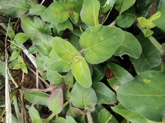 Lysimachia christinae