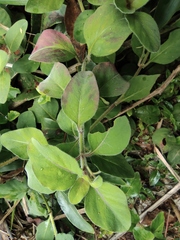 Lysimachia christinae