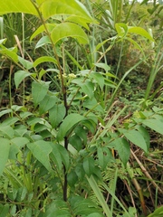 Zanthoxylum bungeanum