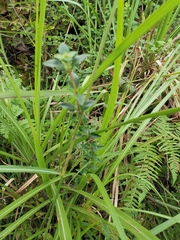 Spermacoce latifolia