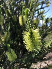 Melaleuca diosmifolia