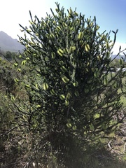 Melaleuca diosmifolia