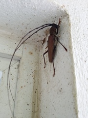 Juiaparus mexicanus