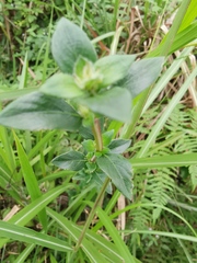 Spermacoce latifolia