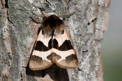 Watsonarctia deserta