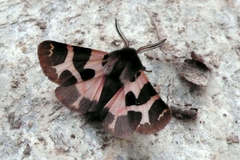 Watsonarctia deserta