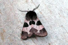 Watsonarctia deserta