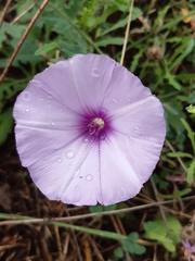 Convolvulus althaeoides althaeoides