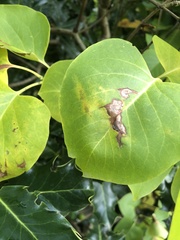 Gracillaria syringella