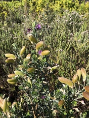 Podalyria myrtillifolia